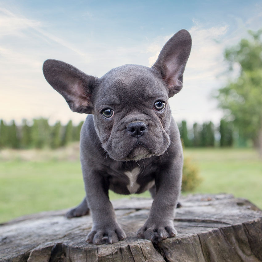 a beautiful frenchie